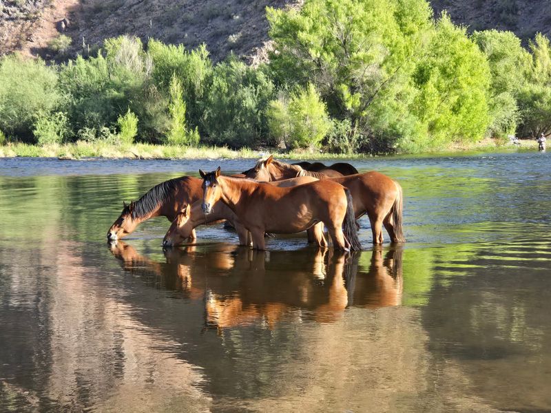 Meet The Salt River Mustangs
