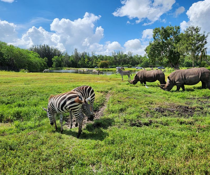 A Savanna Off The Turnpike