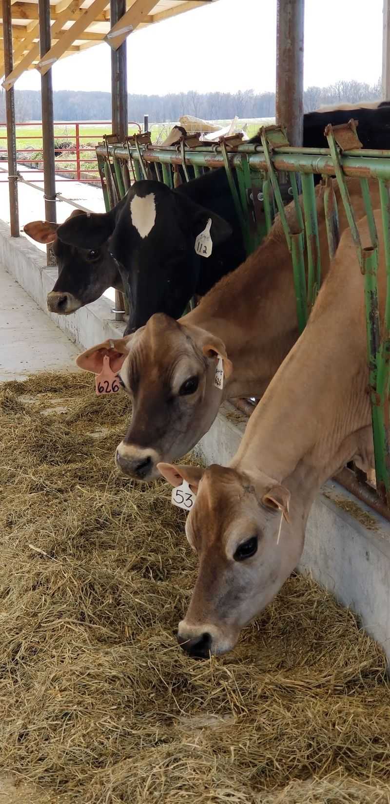 JD Country Milk