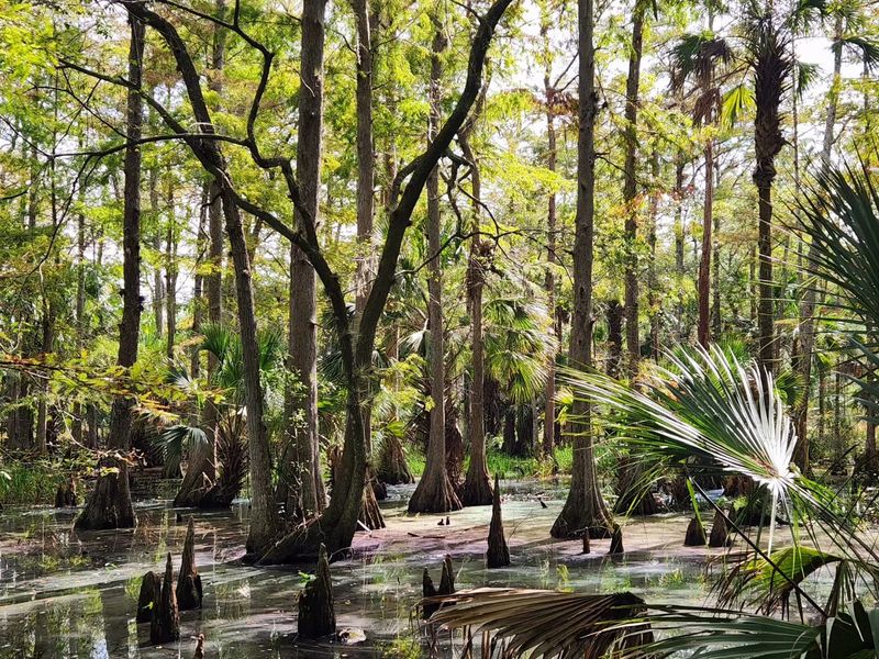 Family Adventure Awaits Along Florida'S Easy Lockwood To Barr Waterfall Trail - Decor Hint Landscapes That Keep Changing