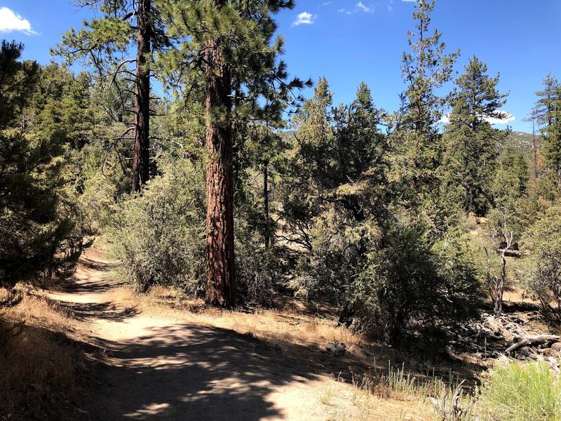 Trails Turn Unfamiliar Under a Headlamp