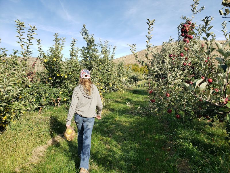 Kelley Orchards, Weiser, ID