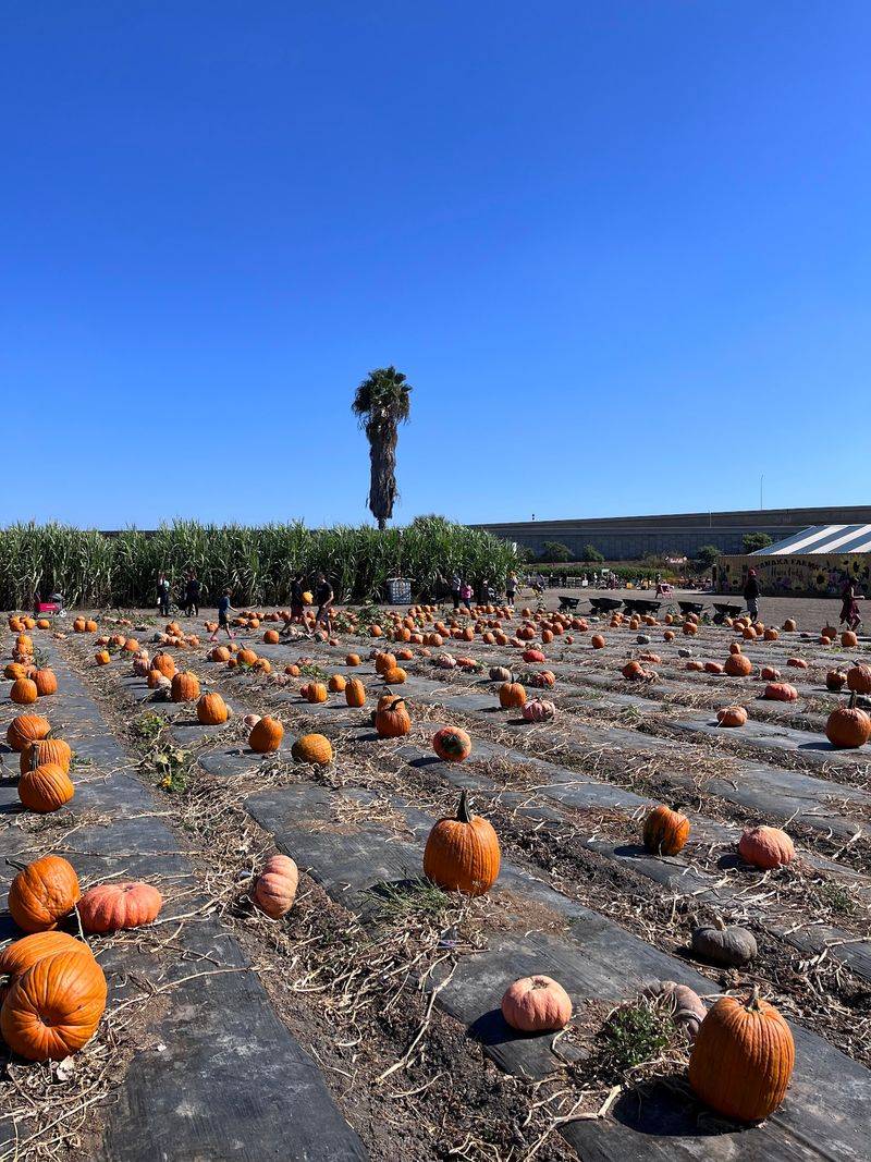 Filomena's Italian Kitchen + Hana Field Pumpkin Patch, Costa Mesa