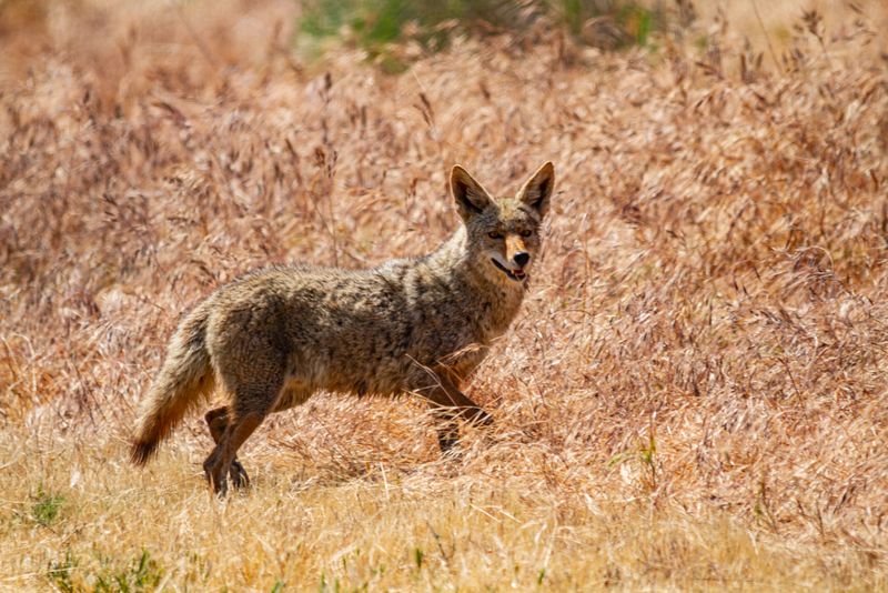 10 North Carolina Towns Where Coyotes Keep Showing Up And Locals Know To Stay Alert - Decor Hint Asheville