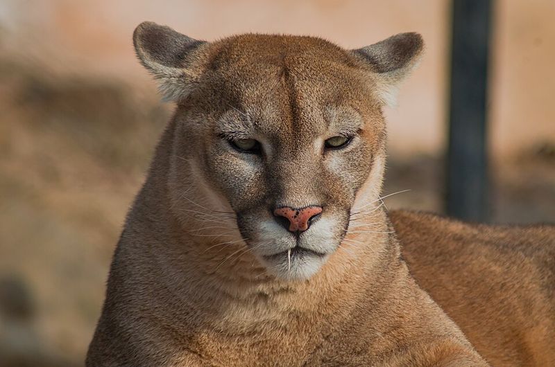 Wildlife Gets Busier Once the Sun Goes Down