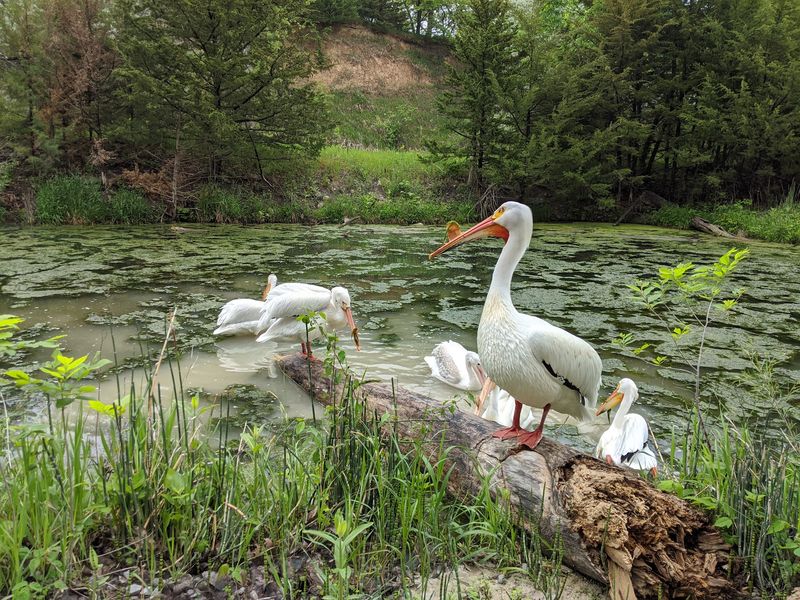 Birds, an Eagle Aviary, and Cranes on the Water