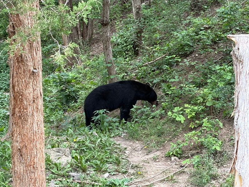 Wolf Canyon and the Hike to the Bears