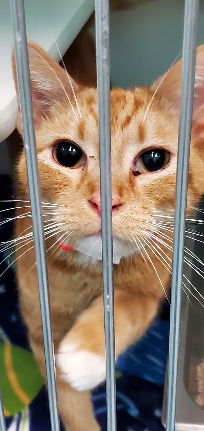 Kenton County Animal Services