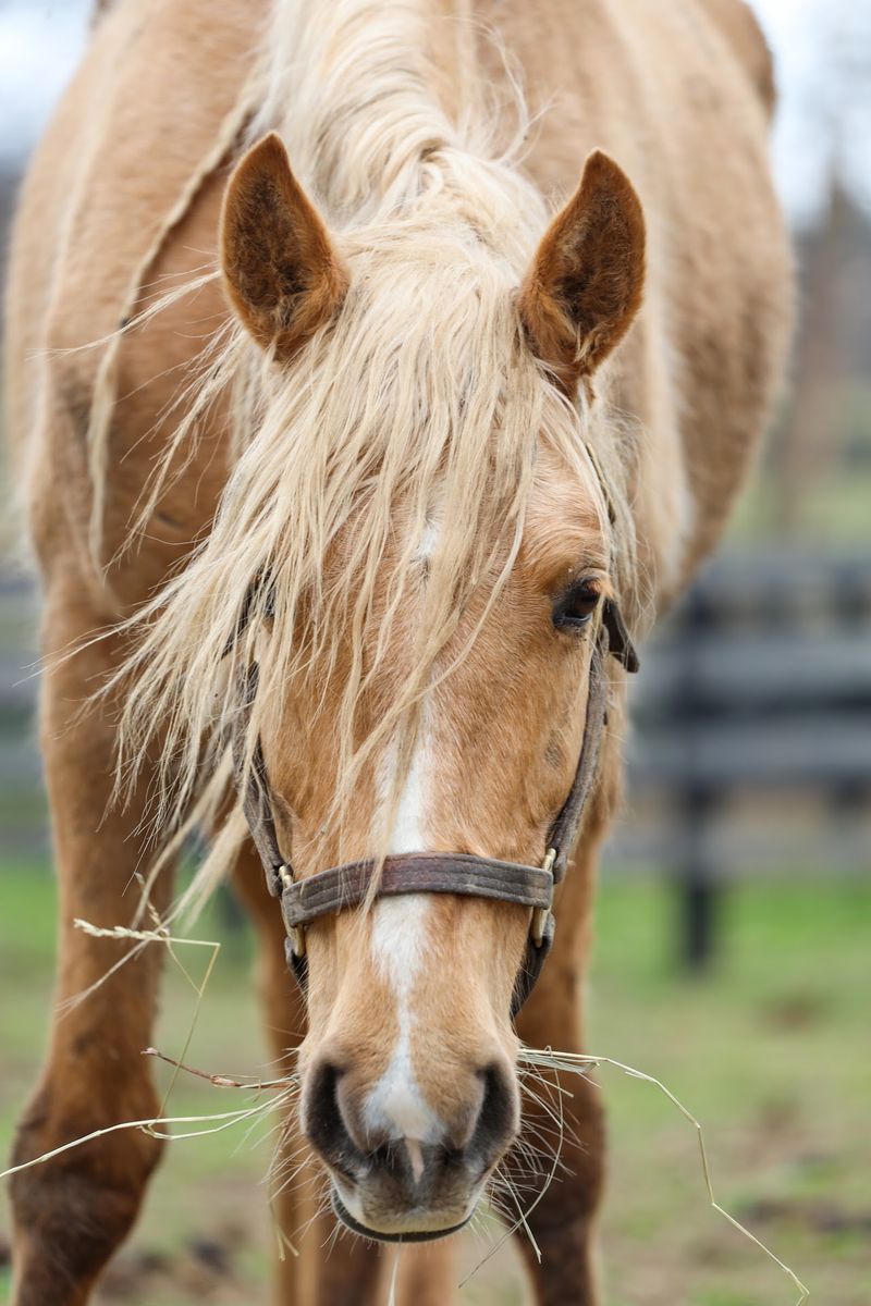 Kentucky Equine Adoption Center