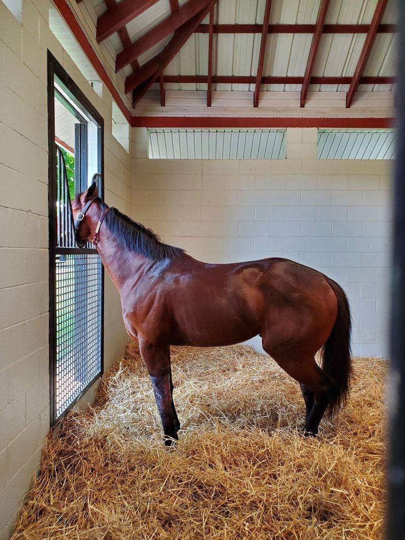 This Kentucky Farm Lets You Spend An Afternoon Grooming Horses In The Heart Of Bluegrass Country - Decor Hint Meet The Stallions With Star Power