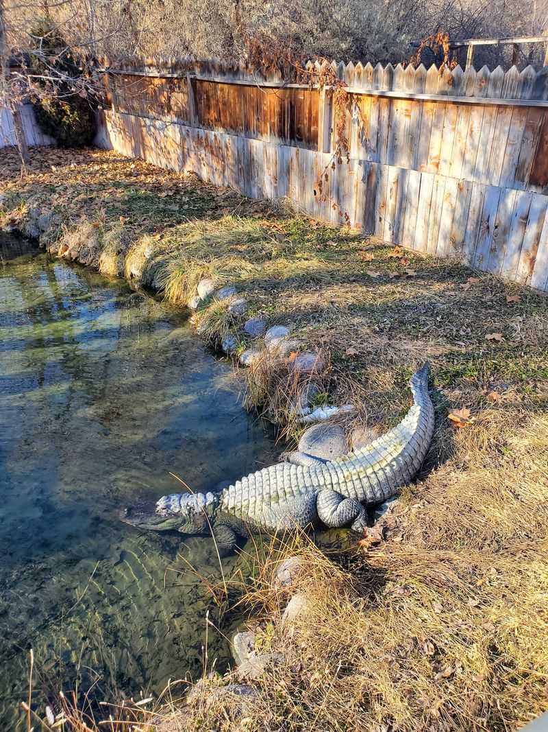 Meet Lola, The Hot Spring’s Unusual Resident Alligator