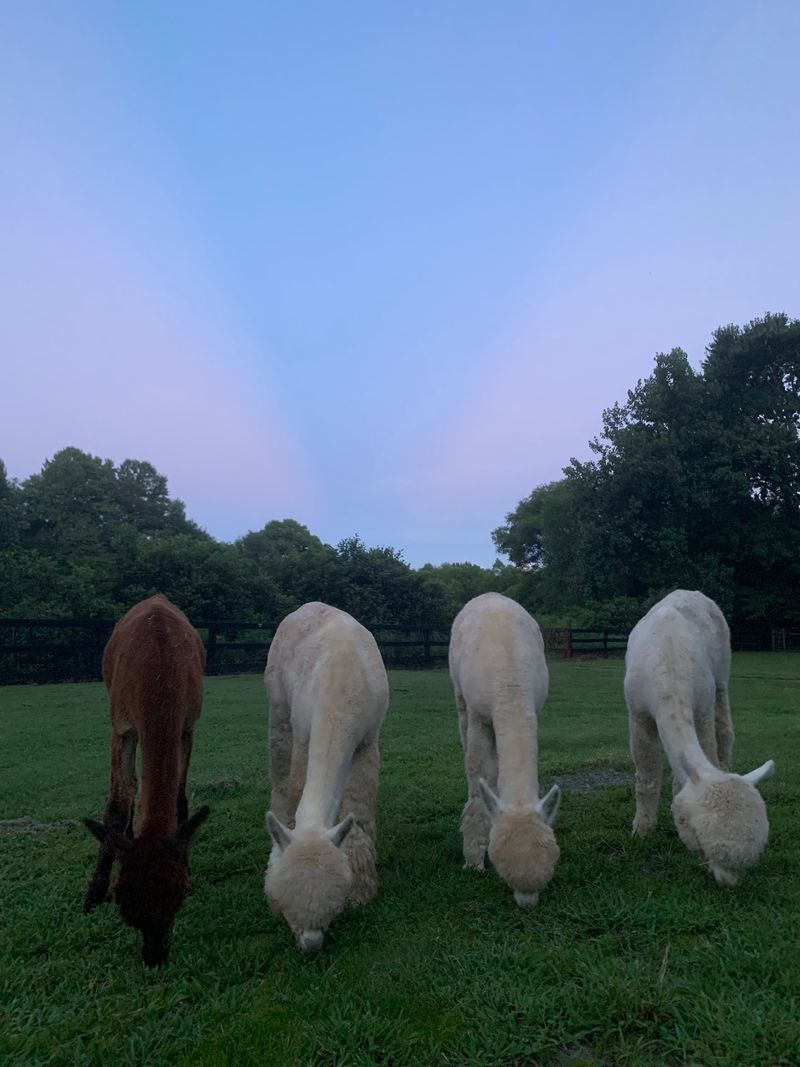 Sunset Picnics With Grazing Company