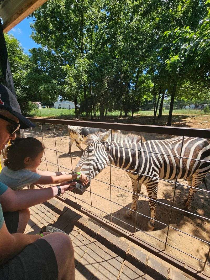 An Amish Farm That Went Full Safari