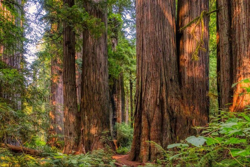 The Route Cuts Straight Through Old-Growth Redwoods