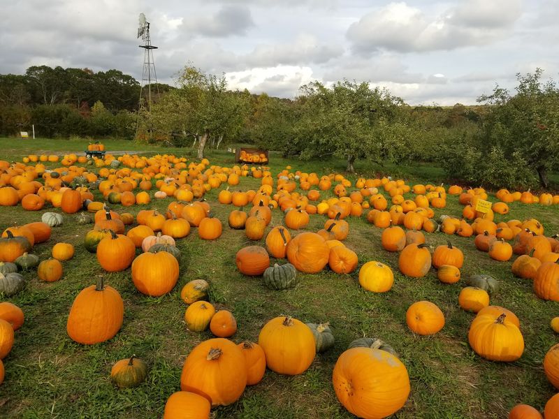 Fresh Finds Fill This Busy Farm Stop