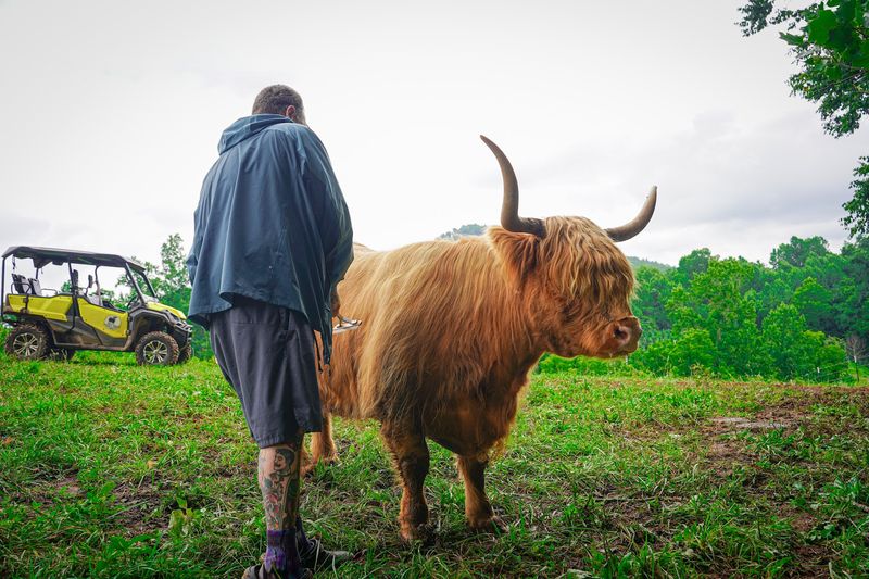 This North Carolina Farm Lets You Cuddle Fluffy Highland Cows For A Gentle Fall Escape - Decor Hint A Side-By-Side Ride Takes You Wherever The Cows Are Hanging Out