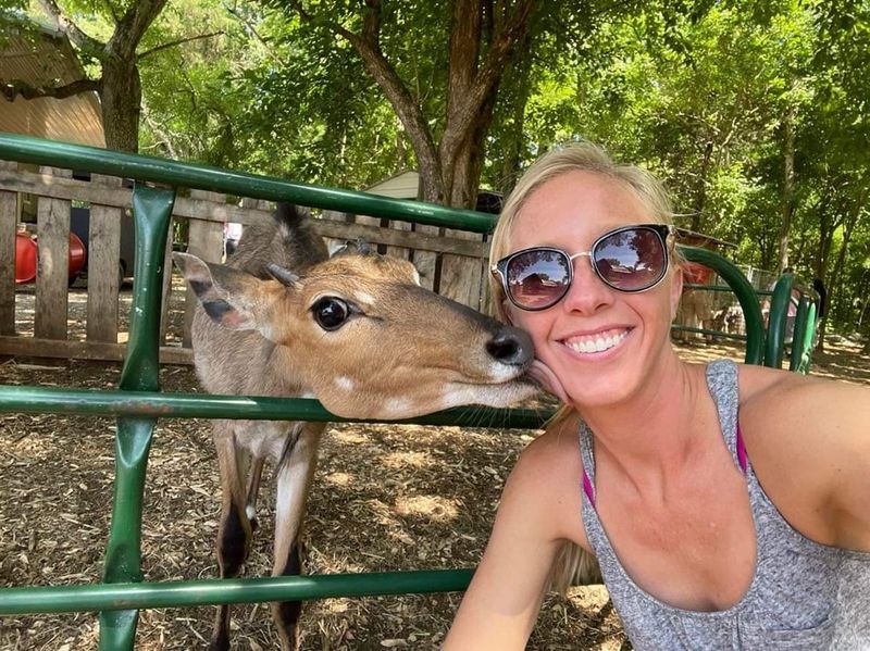 Petting Zoo Time With Goats, Alpacas And Calves