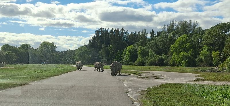 Southern White Rhinos In The Open