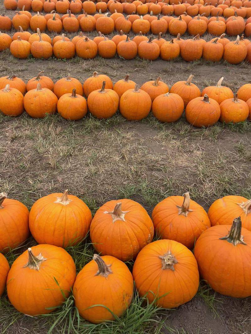 A Coastal Town That Wears The World Pumpkin Capital Title