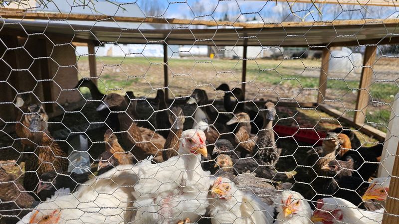Lark's Meadow Farms-By appointment only please, Rexburg, ID