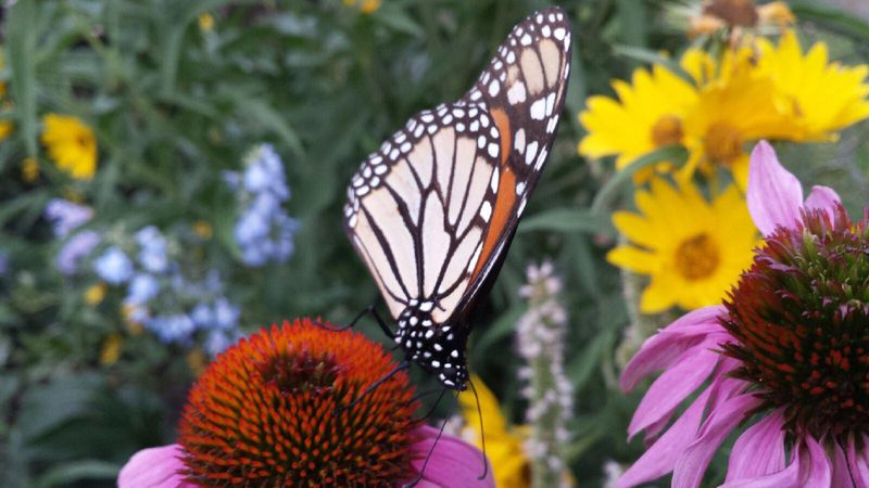 Every Plant Sold At This Nebraska Nursery Is A Native That Draws Pollinators