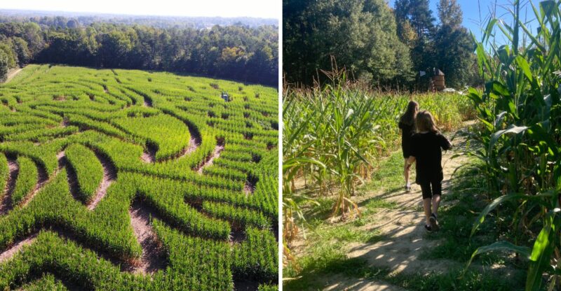 This Massive North Carolina Corn Maze Is About To Open For Fall And Getting Lost Is Half The Fun