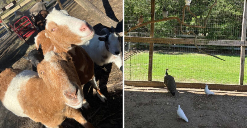 This Animal Refuge In New Jersey Offers 43 Acres Of Safety For Rescued Farm Animals