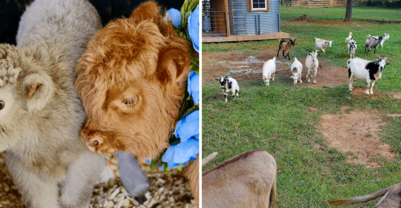 This Georgia Farm Offers Snuggle Sessions With Adorable Mini Highland Cows