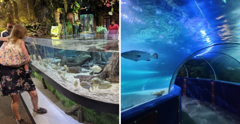 This Ohio Aquarium Fills An Old Power Plant With Sharks, Stingrays And A Hands-On Touch Pool