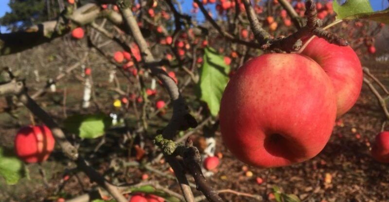 10 California Apple Orchards To Visit As Picking Season Gets Underway