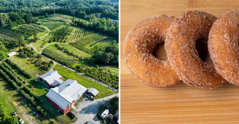 We Ranked 10 North Carolina Apple Cider Donut Spots From Good To Absolutely Worth The Drive