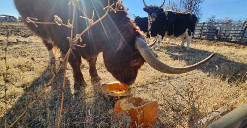 This Peaceful Idaho Sanctuary Gives Rescued Farm Animals A Safe Place To Simply Be