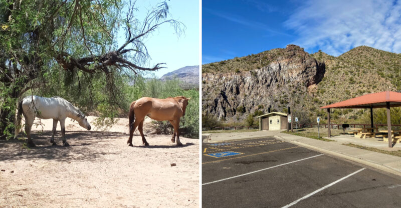 Wild Horses Roam Free At This Lesser-Known Arizona Recreation Area Most People Pass By