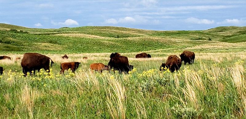 Nearly 1,000 Sandhill Prairie Acres Surround The Bison Herd At This Nebraska Preserve