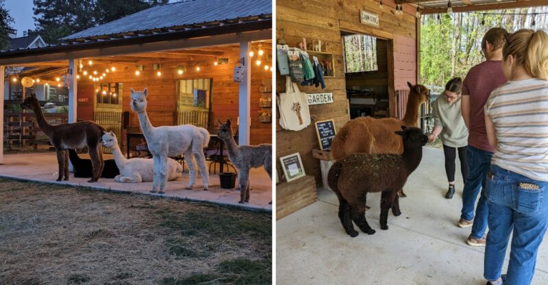 This Georgia Alpaca Farm Lets You Snuggle, Feed And Hang Out With Its Fluffy Residents