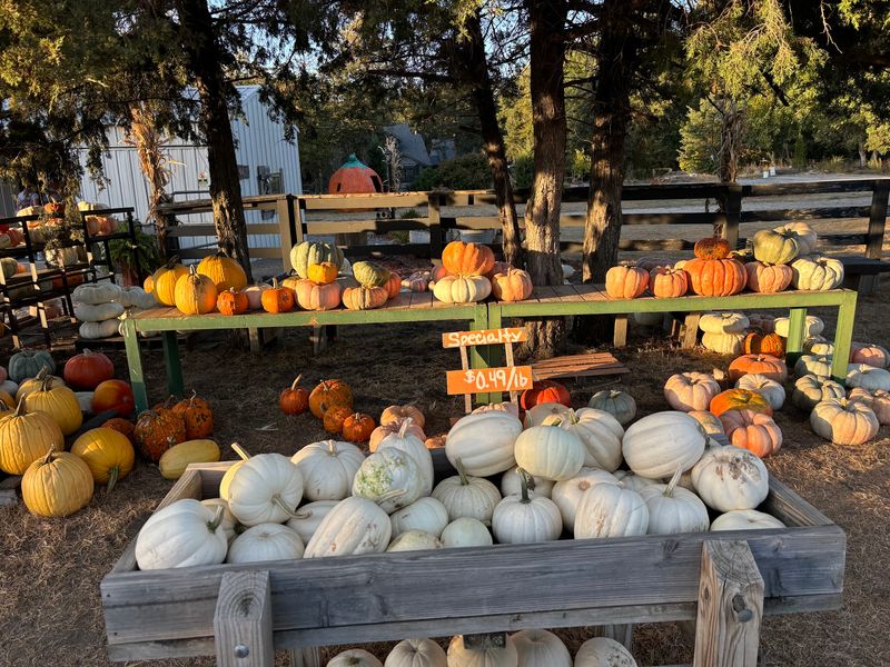 7 Family-Friendly Pumpkin Patches In Nebraska That Are More Fun Than Frightening