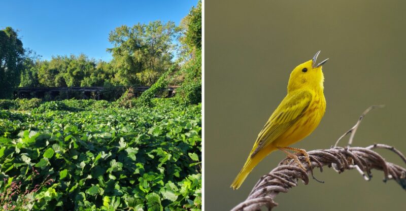This North Carolina Mountain Park Comes Alive With Migrating Songbirds Every September