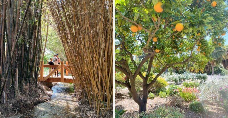 This 26-Acre California Botanical Garden Has Plants From Around The World And No Admission Fee