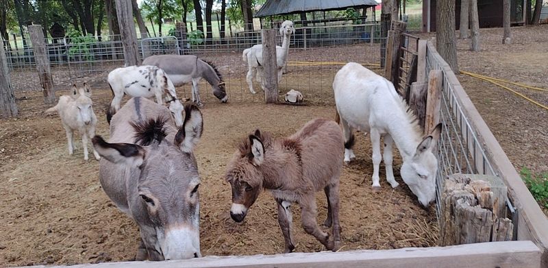This Nebraska Sanctuary Gives Rescued Senior and Special-Needs Farm Animals a Quiet Place to Grow Old