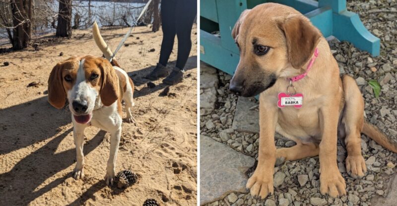 This North Carolina Rescue Has Saved More Than 50,000 Dogs From Overcrowded Shelters