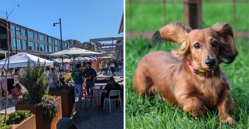 This Raleigh Wiener Dog Race Might Be The Most Ridiculous Event You’ll See All Fall In North Carolina