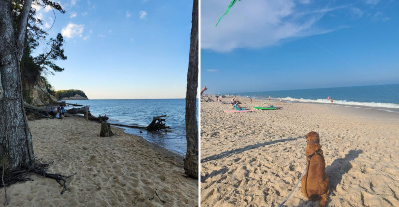 10 Dog-Friendly Maryland Beaches Your Pup Will Be Happy To Explore