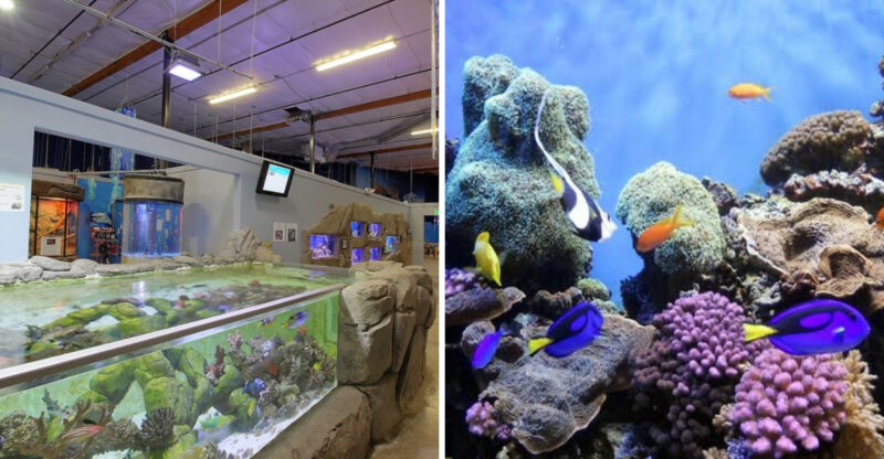 You’d Never Guess This Idaho Building Is Filled With Some Of The Most Colorful Fish In The State