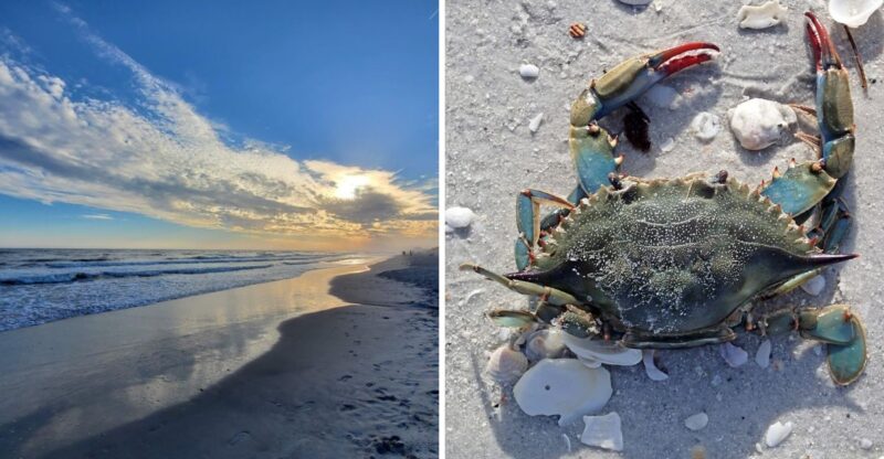 10 North Carolina Coastal Spots Where You Could Encounter The Mysterious Blue Land Crab