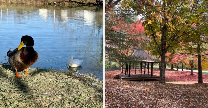 This Free Kentucky Japanese Garden Has Arched Bridges, Koi Ponds, And Peaceful Paths Waiting To Be Explored