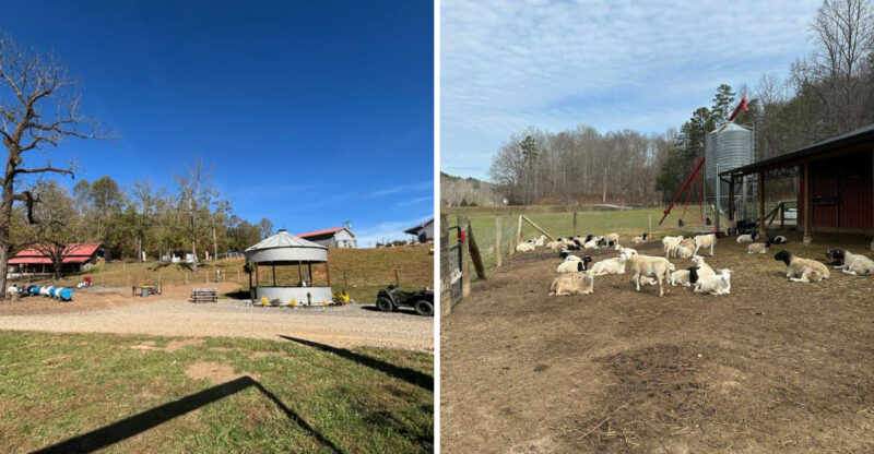 This Georgia Farm Has A Giant Corn Maze And An Adorable Baby Lamb Experience