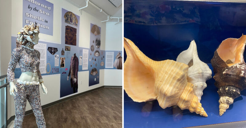 The Little-Known Florida Museum Home To One Of The World’S Largest Shell Collections