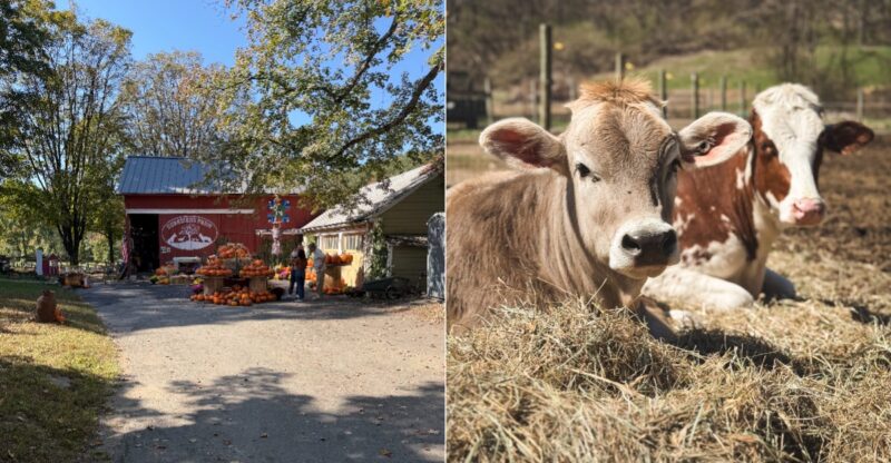 Kids Can Meet Cows, Feed Farm Animals And Explore This Connecticut Family Farm