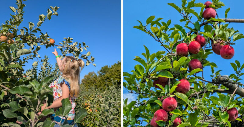 This North Georgia Orchard Is Worth The Drive For Fresh Apples And Homemade Treats