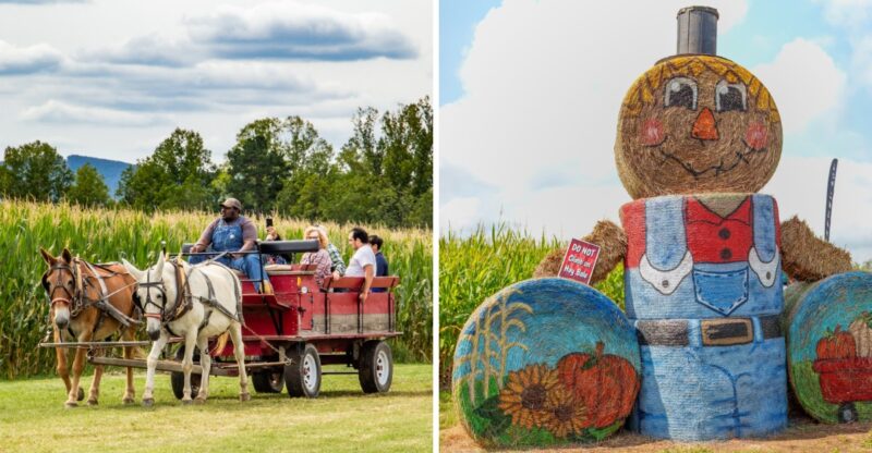This North Carolina Fall Farm Has Giant Hay Bale Creations, Hayrides And A 5-Acre Corn Maze